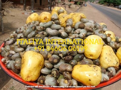 Indian Raw Cashew Nut