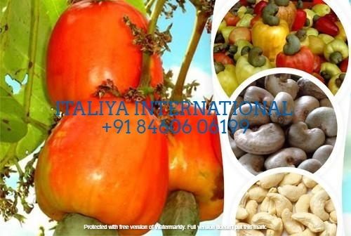 Organic Raw Cashew Nut