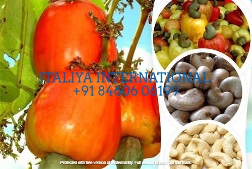 Raw Cashew Nut Raw Cashew Nut