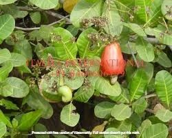 Raw Cashew Nuts