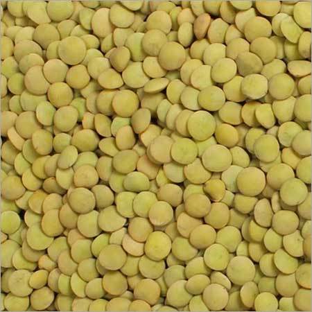 Green Lentils Green Lentils