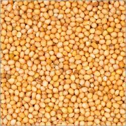Yellow Mustard Seeds Yellow Mustard Seeds