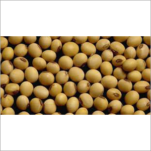Soybean Seeds