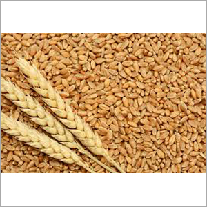 Organic Wheat