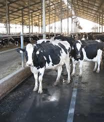 Cow Mats