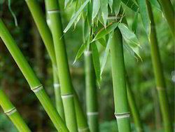 Bamboo Extract