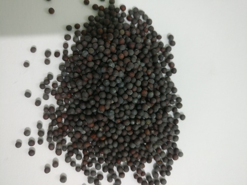 Dried Black Mustard