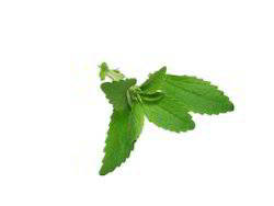 Stevia Leaf Extract