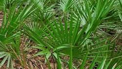 Saw Palmetto Extract By Herbo Nutra Extract Private Limited