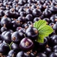Black Current Extract
