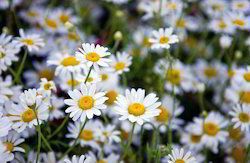 Chamomile Extract