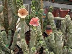 Hoodia Extract Dry Place