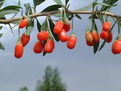 Gojiberry Extract