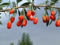 Gojiberry Extract