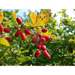 Berberine HCL