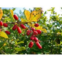 Berberine HCL