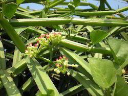 Cissus Quadrangularis Extract Grade: Food Grade