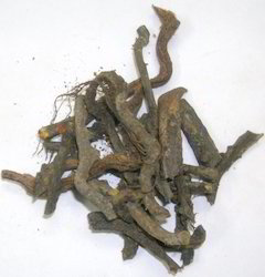 Chitrakmool Extract