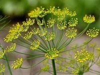 Asafoetida Extract