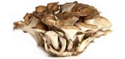 Maitake Mushroom Extract