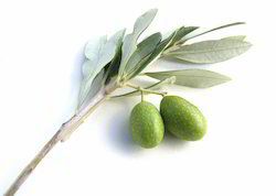 Olive Leaf Extract