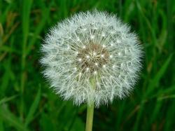 Dandelion Extract