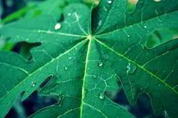 Papaya Leaf Extract