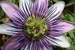 Passion Flower Extract Grade: Food Grade