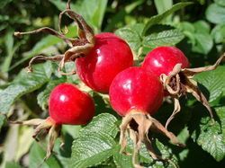 Rose Hip Extract Grade: Food Grade