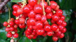 Schisandra Berry Extract