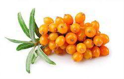 Sea Buckthorn Extracts Powder