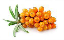 Sea Buckthorn Extracts Powder