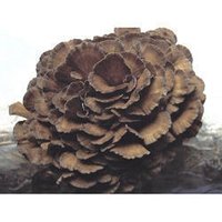 Mitake Mushroom Extract