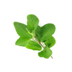 Tulsi Ark Grade: Food Grade