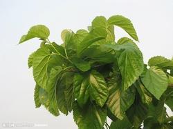 Mulberry Leaf Extract