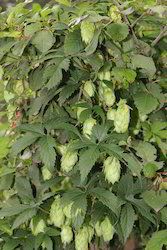 Hops Flower Extract