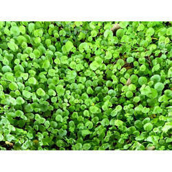 Brahmi Extract Age Group: Suitable For All