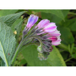 Comfrey (Symphytum Officinale) Extract