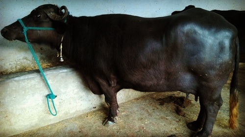 Black Pure murrah buffalo