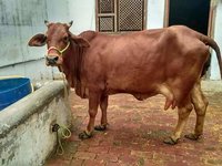 Original Sahiwal Cow
