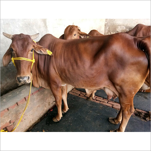 original sahiwal cow