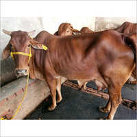 original sahiwal cow