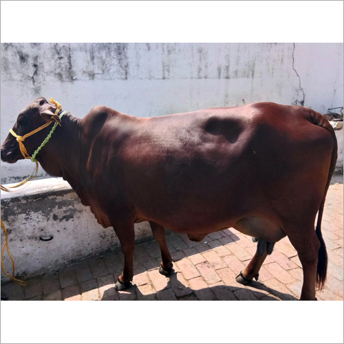 Red sahiwal Cow