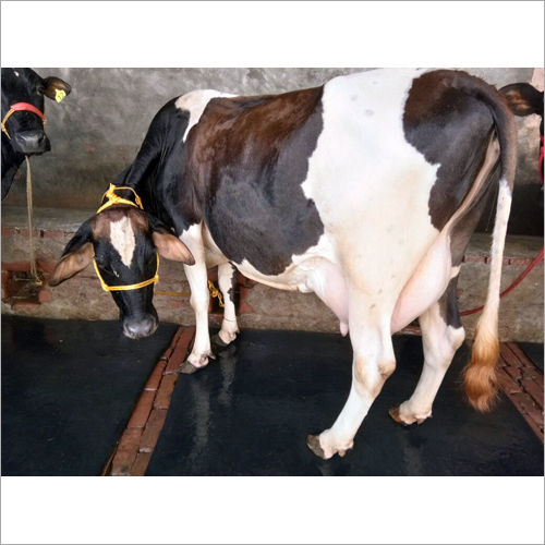 HF Breed Cow