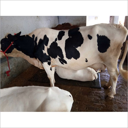 Hf Cross Breed Cow