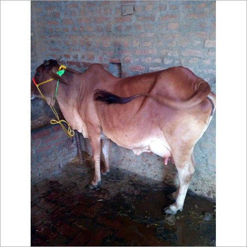 Indian Breed Sahiwal Cow