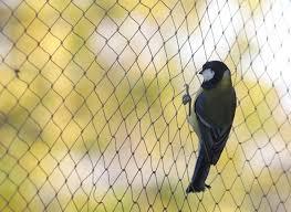 Bird Protection Netting