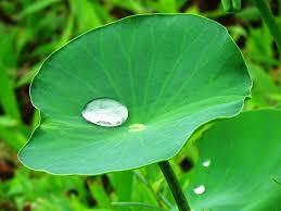 Lotus leaves