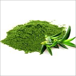 Aloe Vera Extract Powder