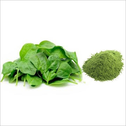 Spinach Powder Palak